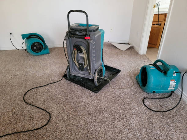 Best Mold removal after water damage  in Rainbow, CA