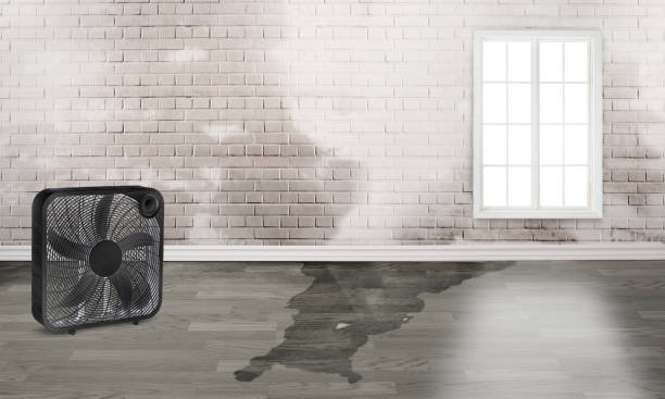Best Water damage restoration near me  in Rainbow, CA